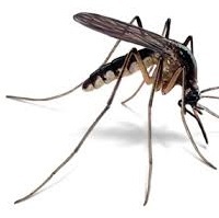 mosquito-200x200.jpg